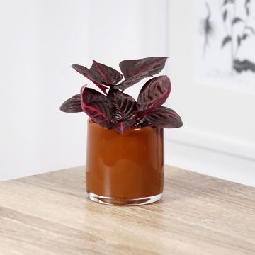 Iresine herbstii Bloodleaf