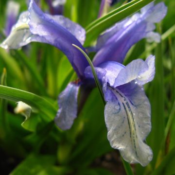 Kevätkurjenmiekka - Iris aucheri