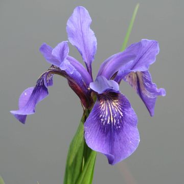 Tiibetinkurjenmiekka - Iris bulleyana