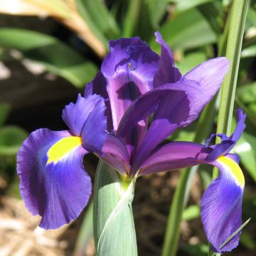 Hollanninkurjenmiekka Purple Sensation