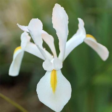Hollanninkurjenmiekka White Excelsior