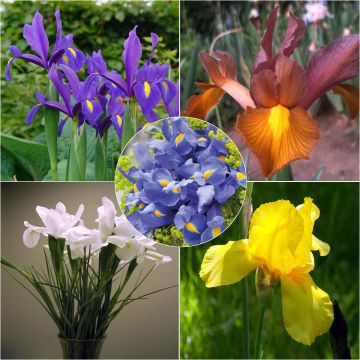 Hollanninkurjenmiekka - Iris x hollandica Mix