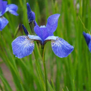 Siperiankurjenmiekka Blue King