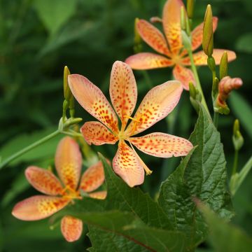 Leopardikurjenmiekka - Belamcanda chinensis