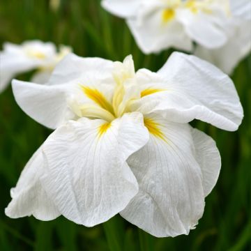 Japaninkurjenmiekka White Ladies