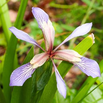 Haisukurjenmiekka - Iris foetidissima