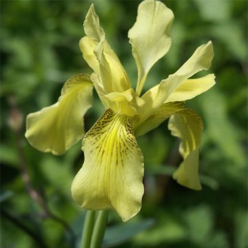 Kurjenmiekka - Iris forrestii