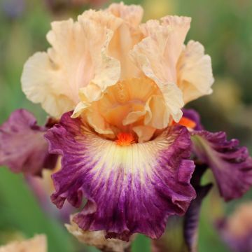Saksankurjenmiekka Abondante Floraison