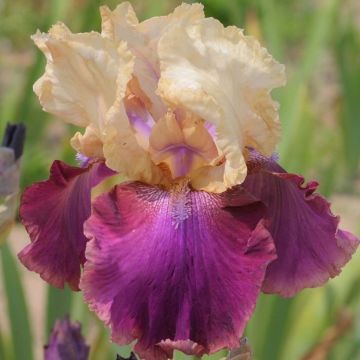 Saksankurjenmiekka Jazz Festival