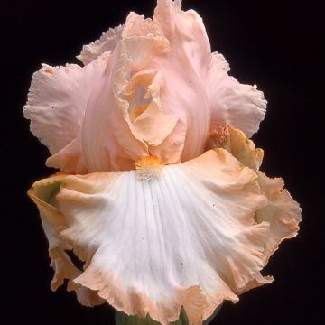 Saksankurjenmiekka Peach Frost