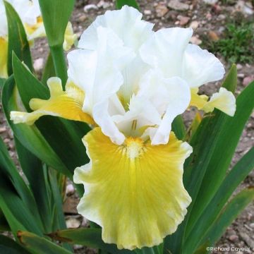 Saksankurjenmiekka Protocol (keskikorkea)