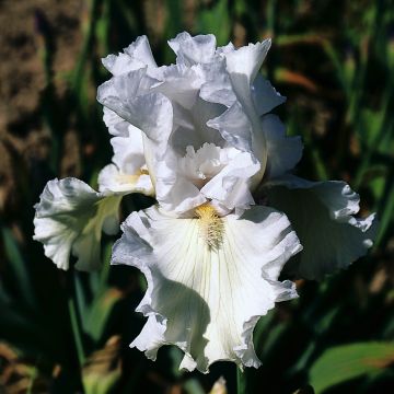 Saksankurjenmiekka Ré la Blanche