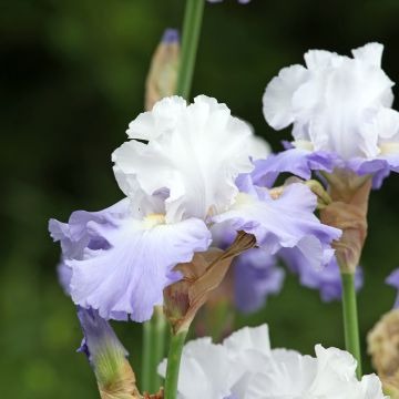 Saksankurjenmiekka Skylark's Song