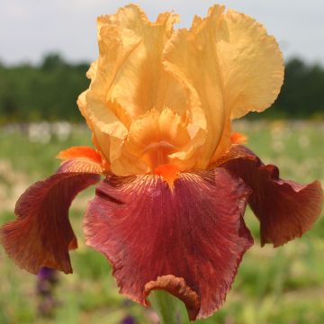 Saksankurjenmiekka Torero
