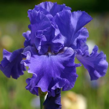 Saksankurjenmiekka Yaquina Blue