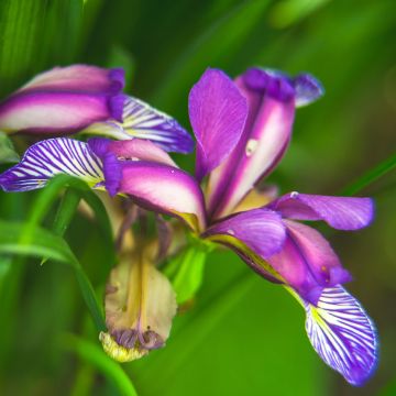 Mätäskurjenmiekka - Iris graminea