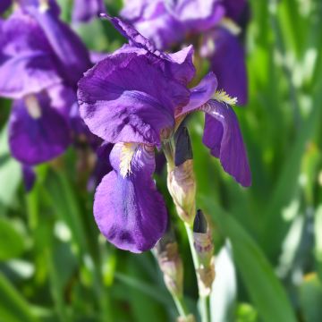 Kurjenmiekka - Iris illyrica