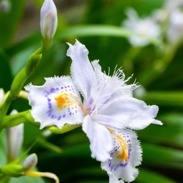 Japaninkurjenmiekka - Iris japonica
