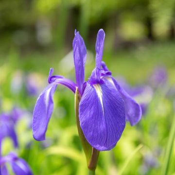 Samettikurjenmiekka - Iris laevigata