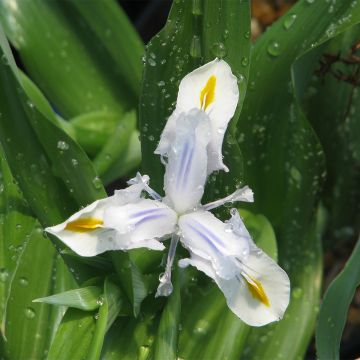 Kurjenmiekka alba
