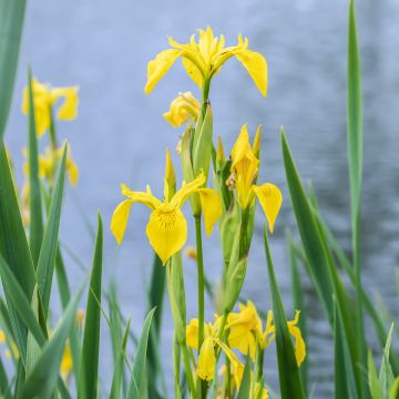 Keltakurjenmiekka - Iris pseudacorus
