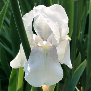 Kääpiökurjenmiekka Bright White