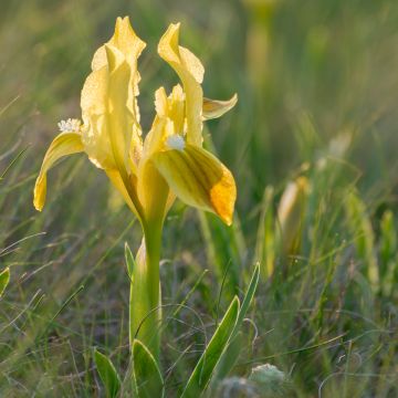 Kääpiökurjenmiekka Jaune