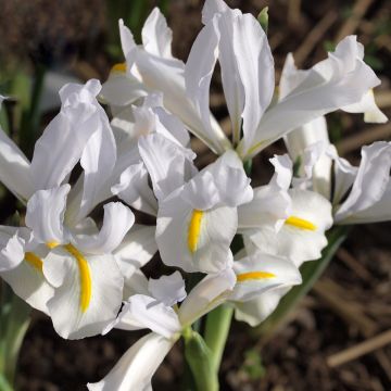 Kevätkurjenmiekka White Caucasus