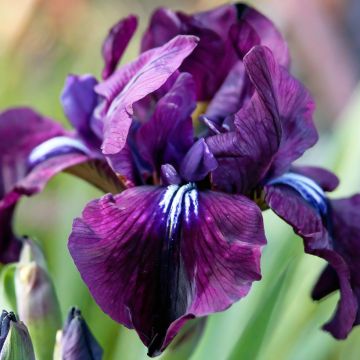 Siperiankurjenmiekka Purplelicious