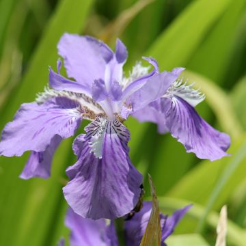 Kurjenmiekka - Iris tectorum
