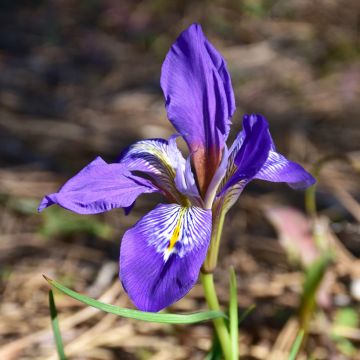 Kurjenmiekka - Iris unguicularis