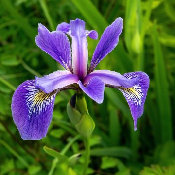 Kirjokurjenmiekka - Iris versicolor
