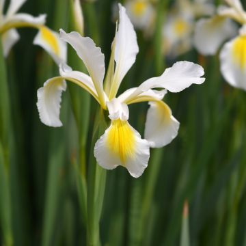 Iris ochroleuca (orientalis)