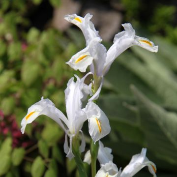 Kurjenmiekka - Iris magnifica