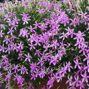 Tähtilobelia Stella Pink