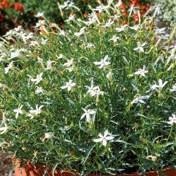 Tähtilobelia Wendy's White
