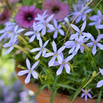 Tähtilobelia Stella Blue