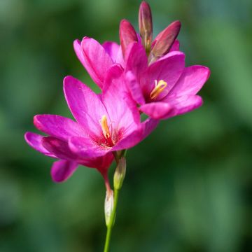 Iksia Rose Emperor