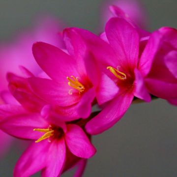 Iksia Venus