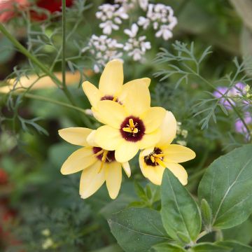 Iksia Yellow Emperor