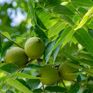 Mustajalopähkinä - Juglans nigra