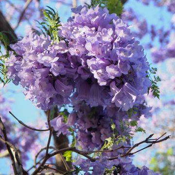 Jakaranda - Jacaranda mimosifolia