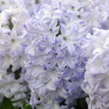 Hyasintti Blue Eyes