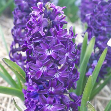 Hyasintti Blue Magic
