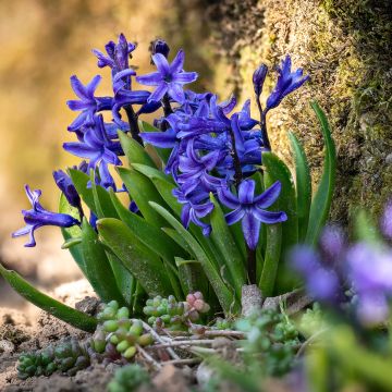 Hyasintti Blue star
