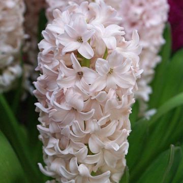 Hyasintti China Pink