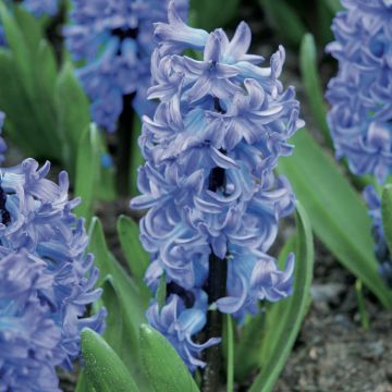 Hyasintti Delft Blue sininen (valmisteltu hyötöön)