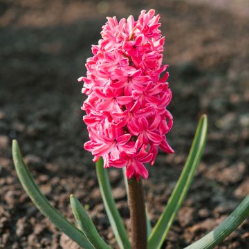 Hyasintti Jan Bos