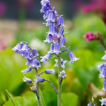 Espanjansinililja - Hyacinthoides hispanica