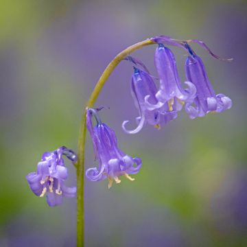 Englanninsinililja - Hyacinthoides non-scripta